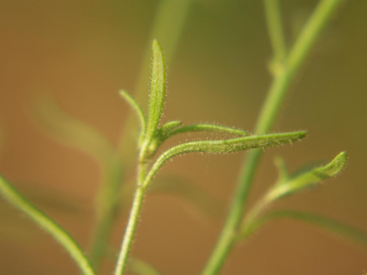 Toadflax, Small leaf